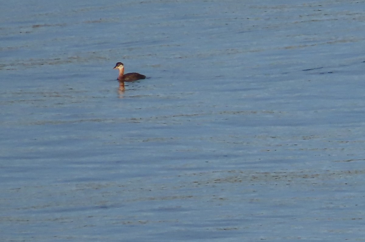 Red-necked Grebe - ML642110517