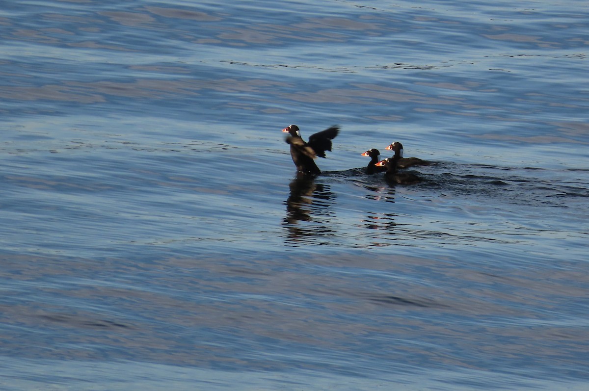 Surf Scoter - ML642110526