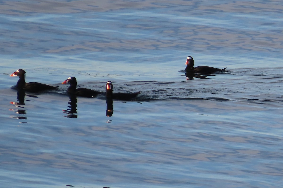 Surf Scoter - ML642110533