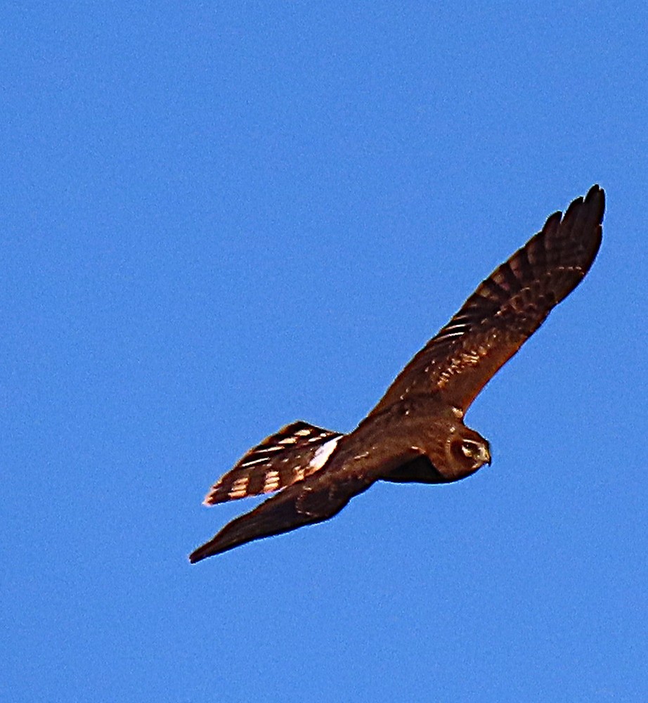 Northern Harrier - ML642110536