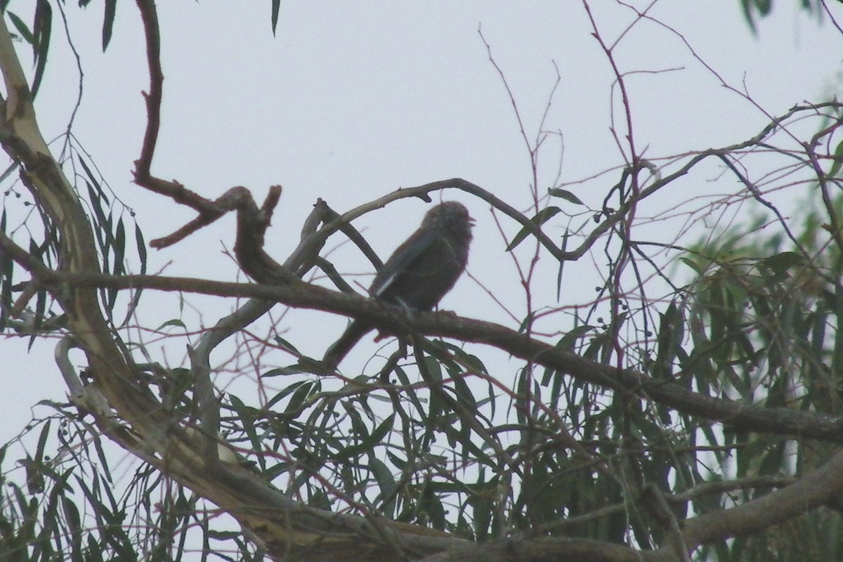 Dusky Woodswallow - ML642110541