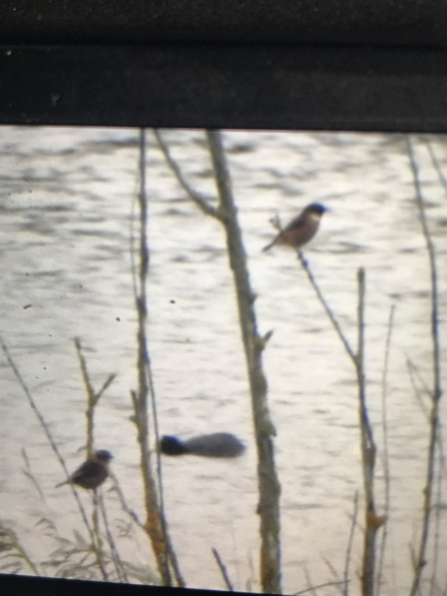 European Stonechat - ML642110549