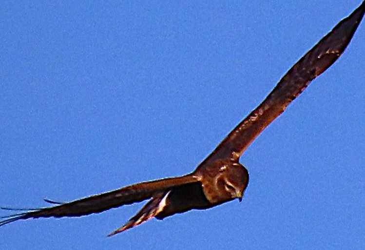 Northern Harrier - ML642110553