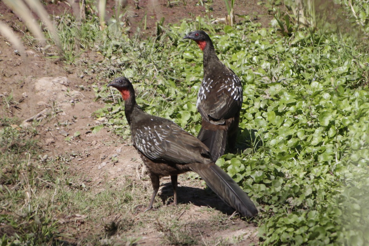 Yungas Guan - ML642110559