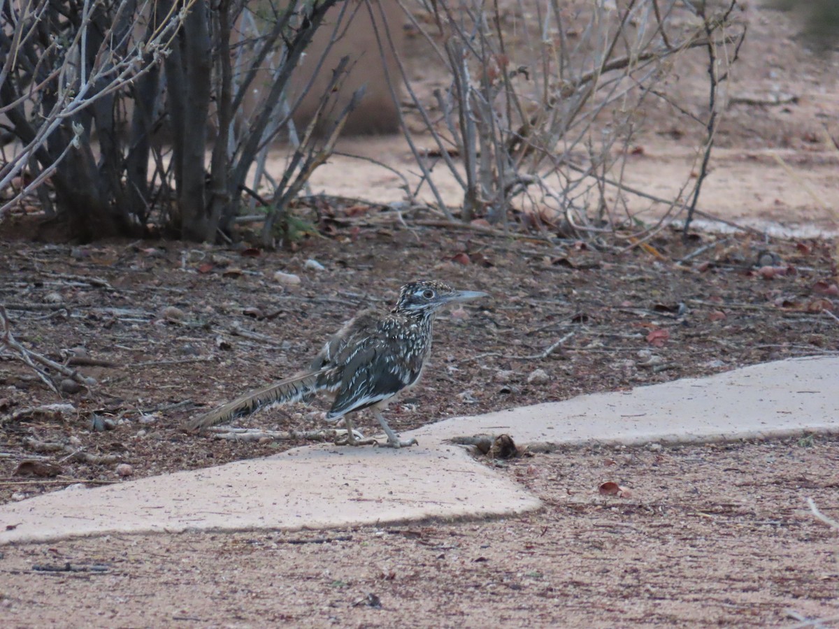 Greater Roadrunner - ML642110562