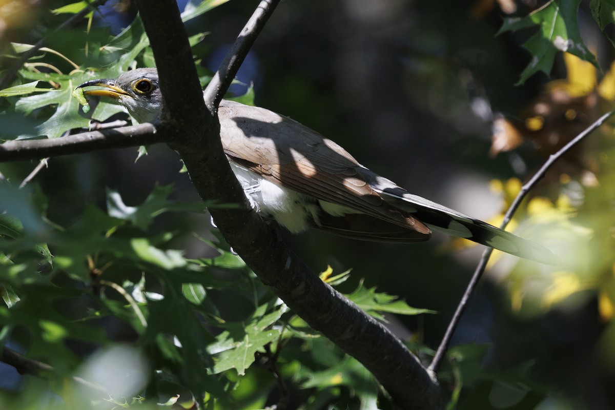 Yellow-billed Cuckoo - ML642110565