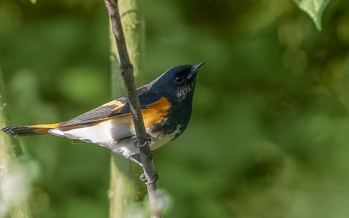 American Redstart - ML642110566
