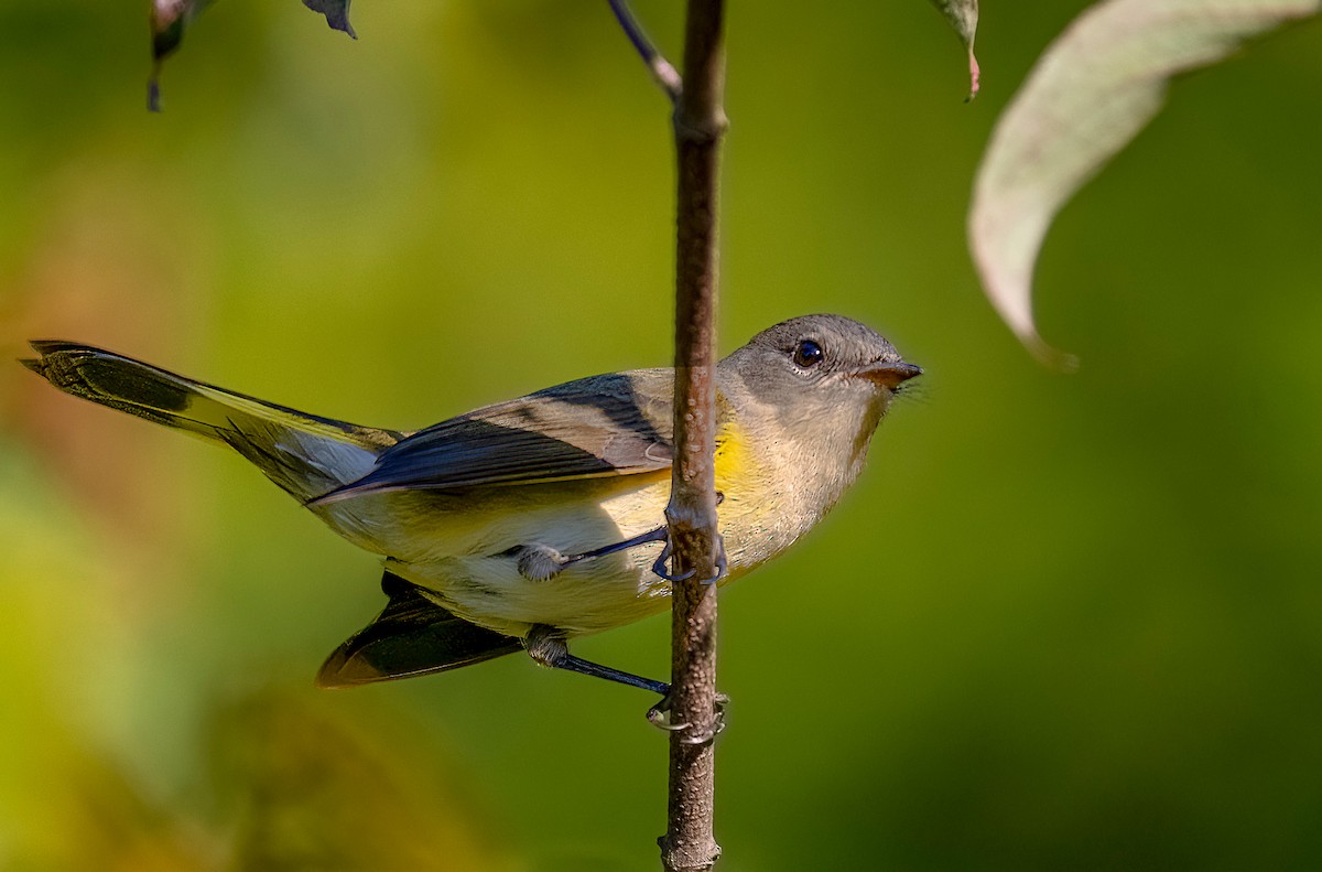 American Redstart - ML642110569