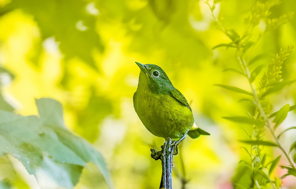 Nashville Warbler - ML642110573
