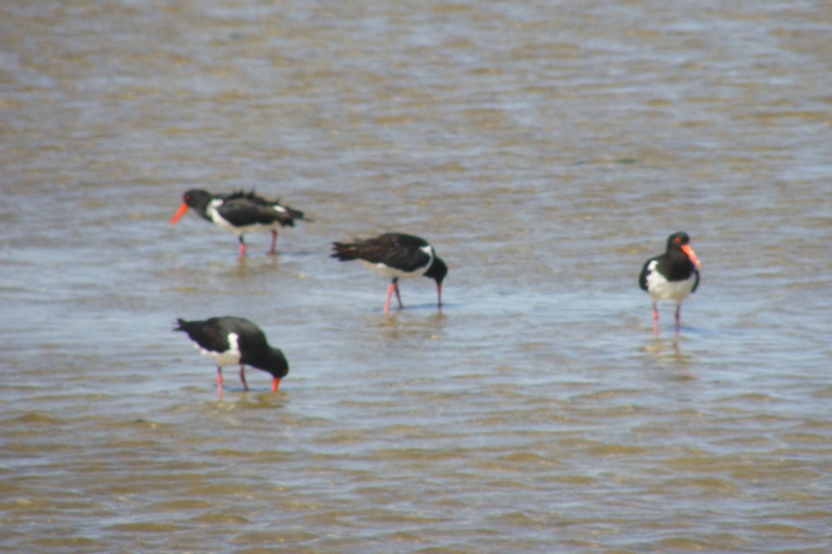 Pied Oystercatcher - ML642110581