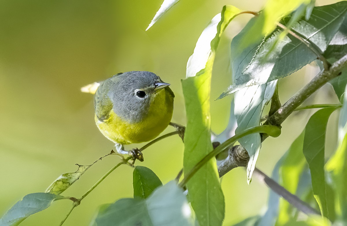 Nashville Warbler - ML642110587