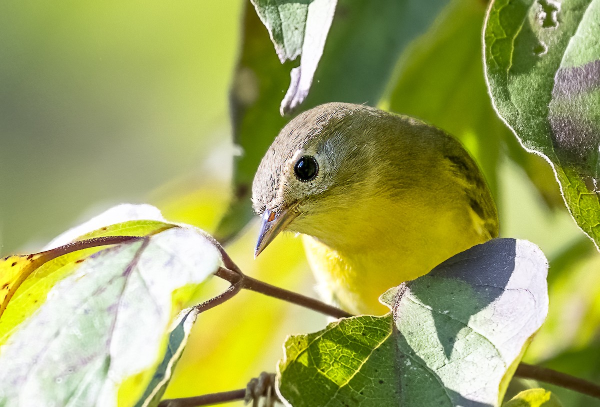 Nashville Warbler - ML642110588