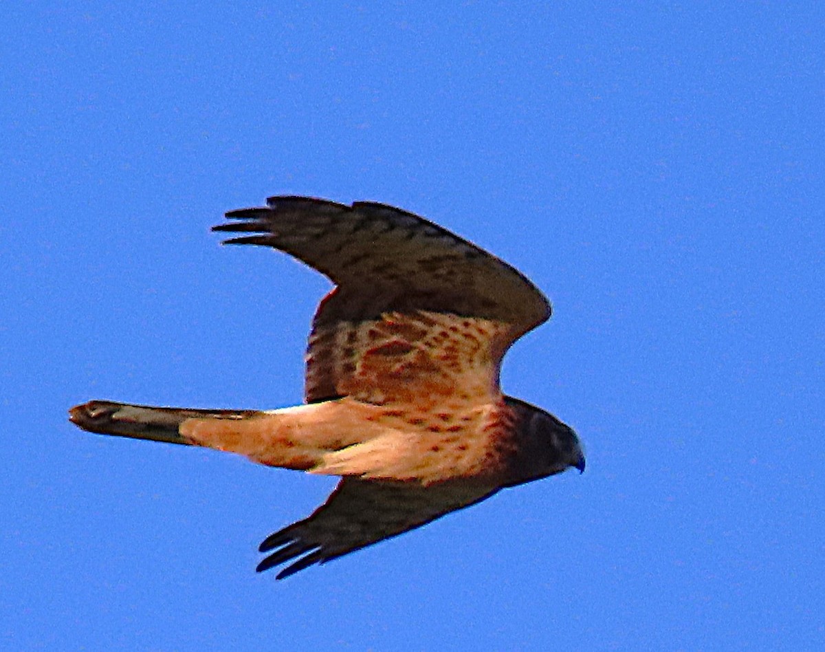 Northern Harrier - ML642110592