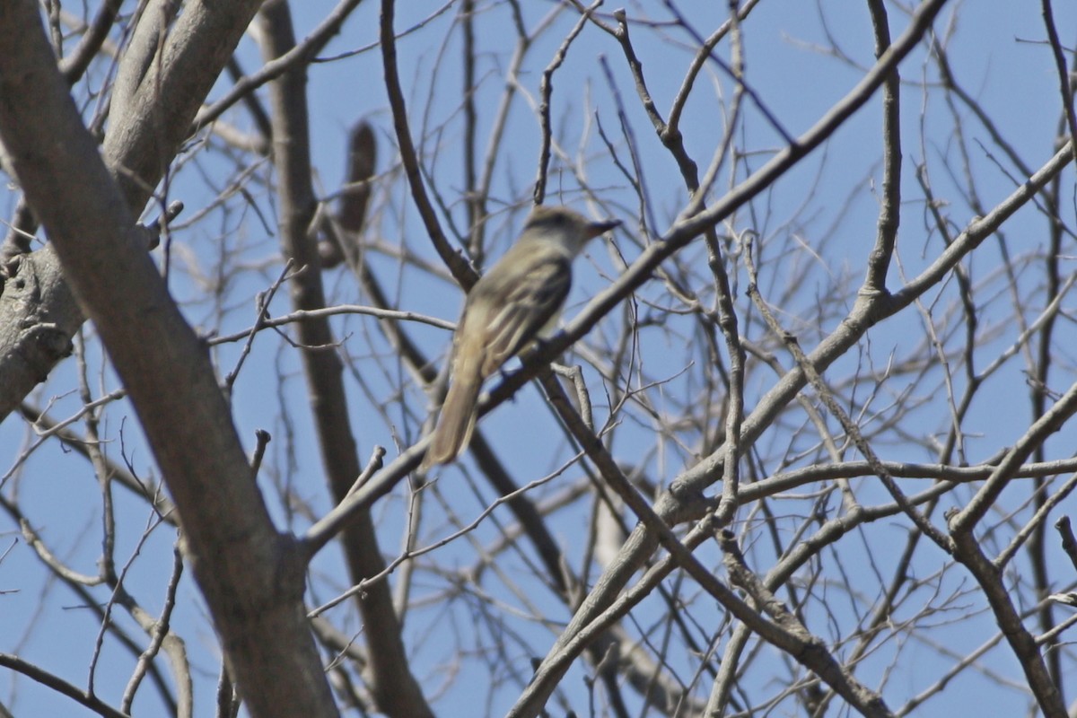 Brown-crested Flycatcher - ML642110594