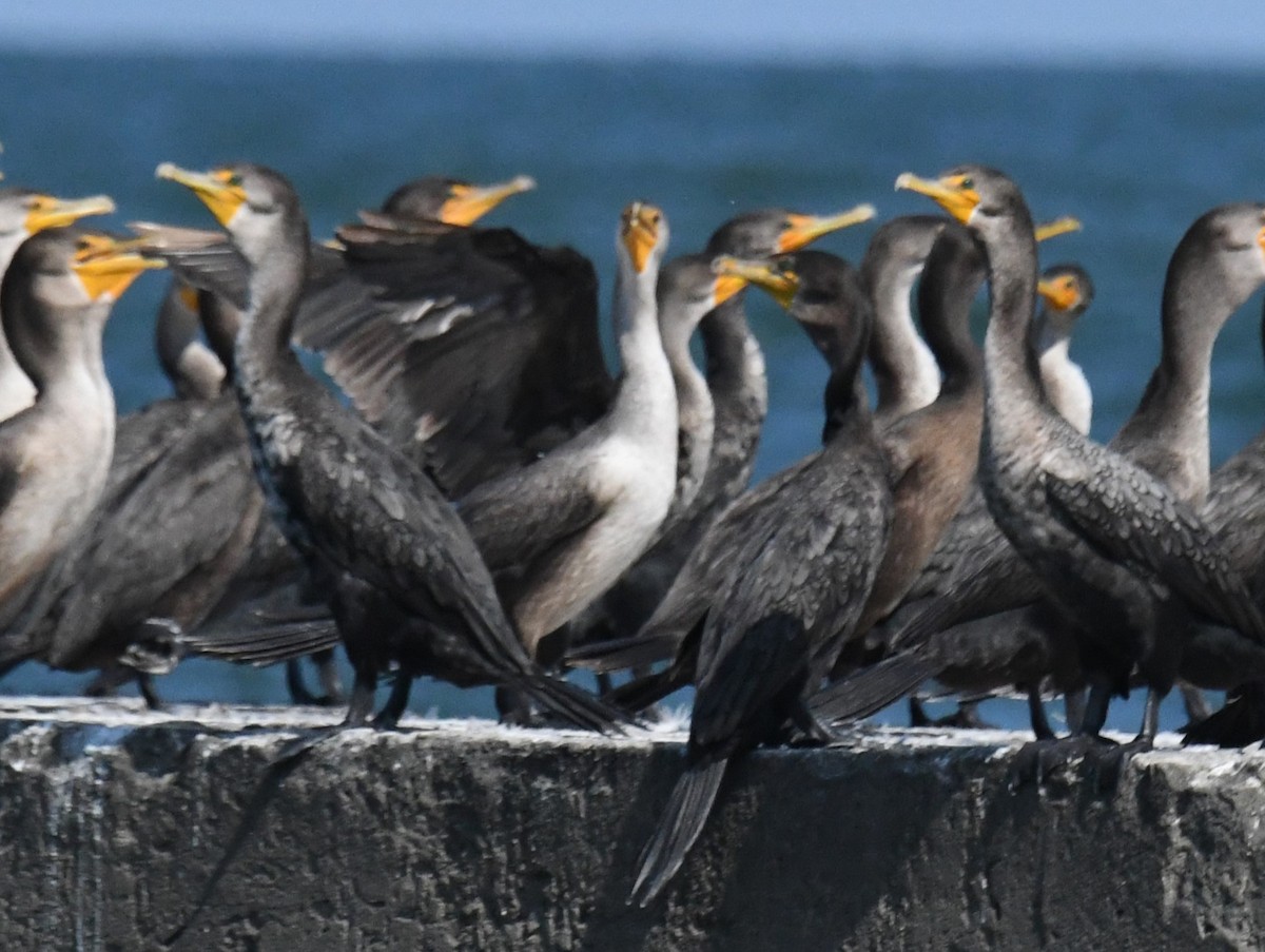 Double-crested Cormorant - ML642110618