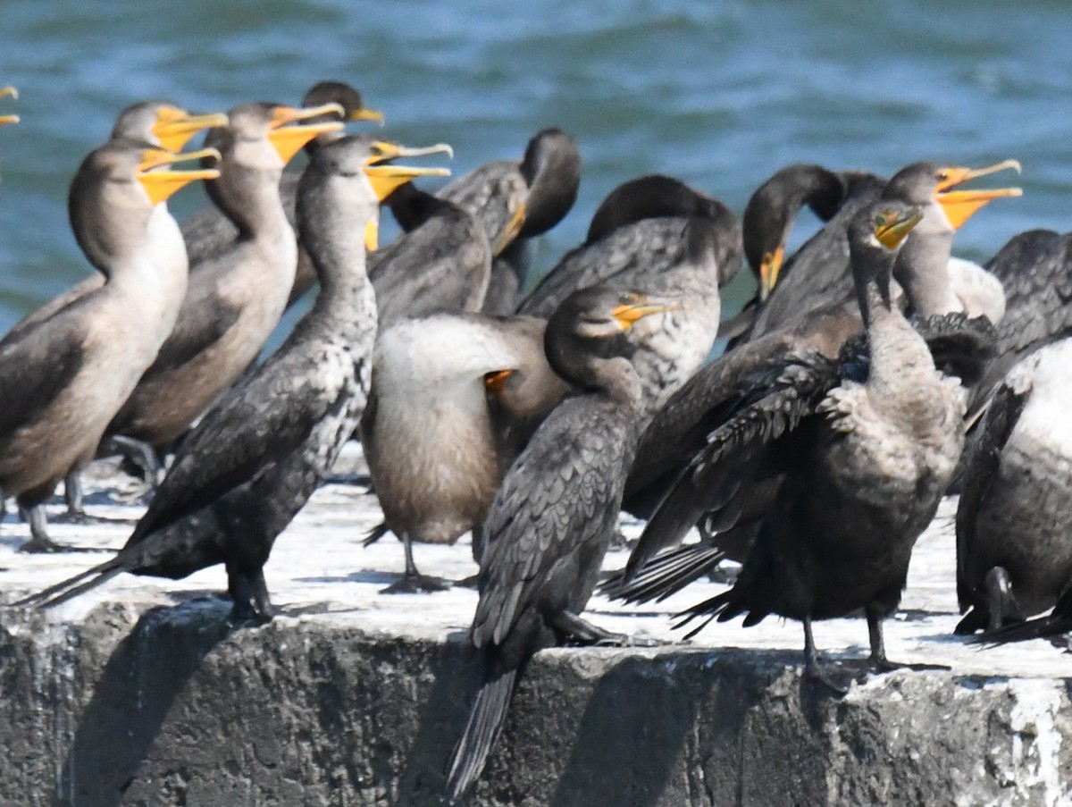 Double-crested Cormorant - ML642110619