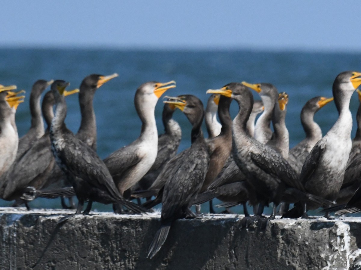 Double-crested Cormorant - ML642110620