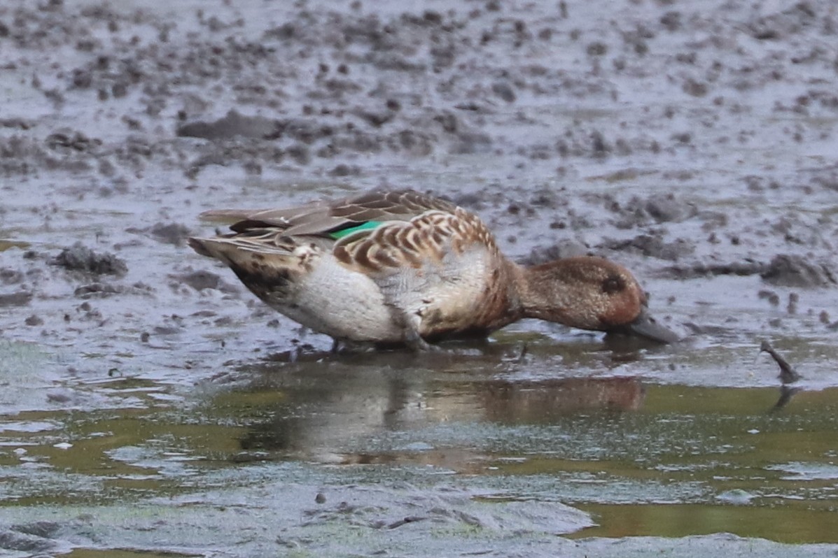 Green-winged Teal - ML642110630