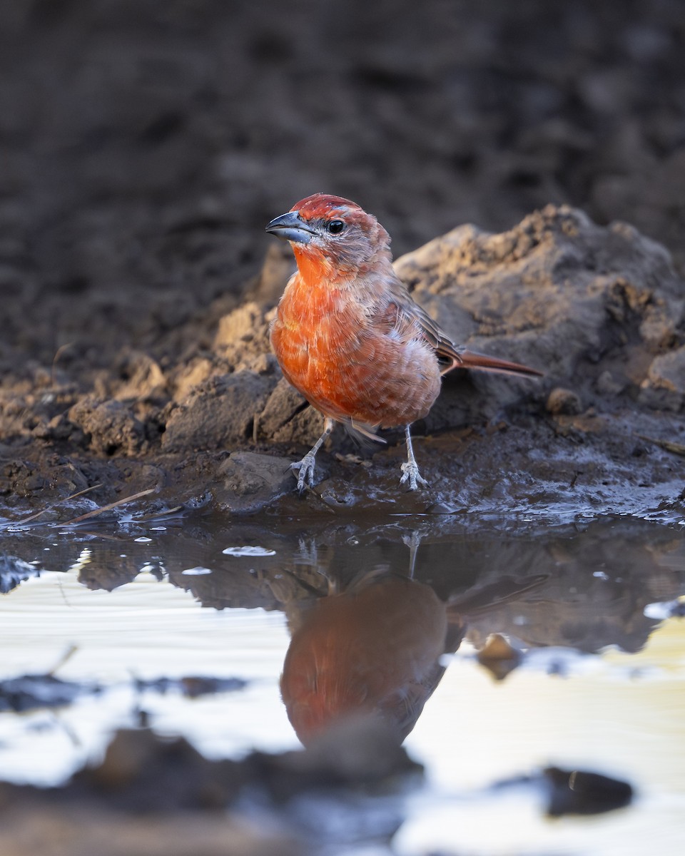 Hepatic Tanager - ML642110640
