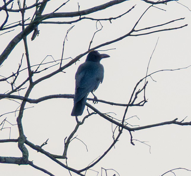 Corbeau à gros bec - ML642110654