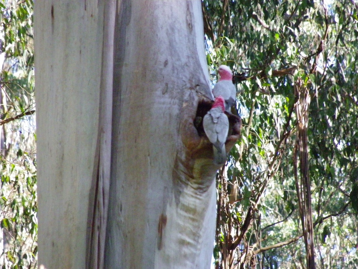 Galah - ML642110656