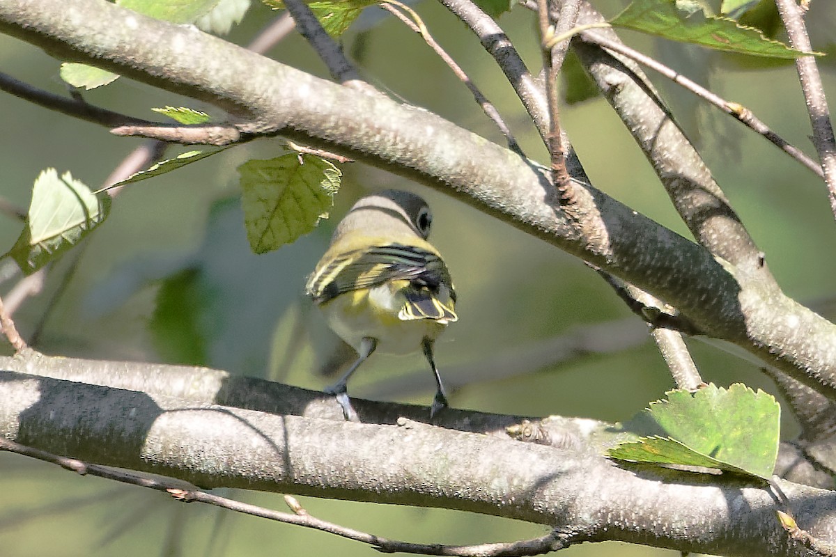 Blue-headed Vireo - ML642110669