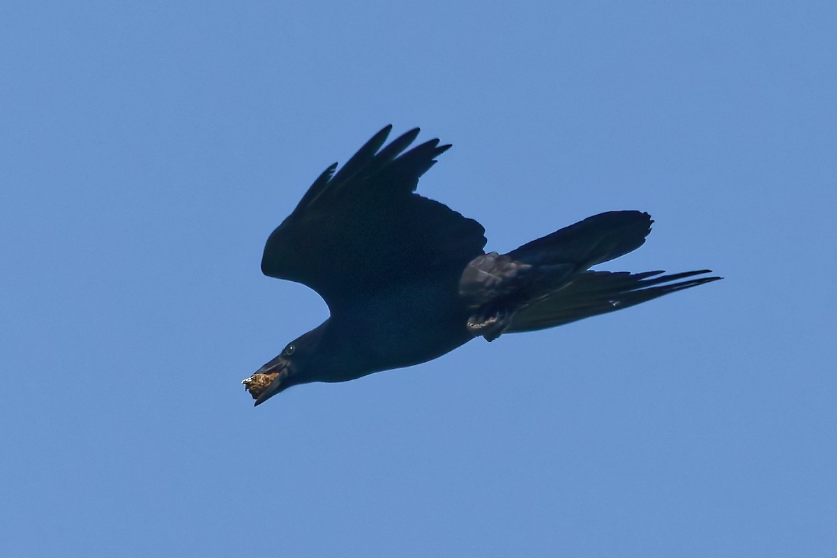 Common Raven - ML642110672