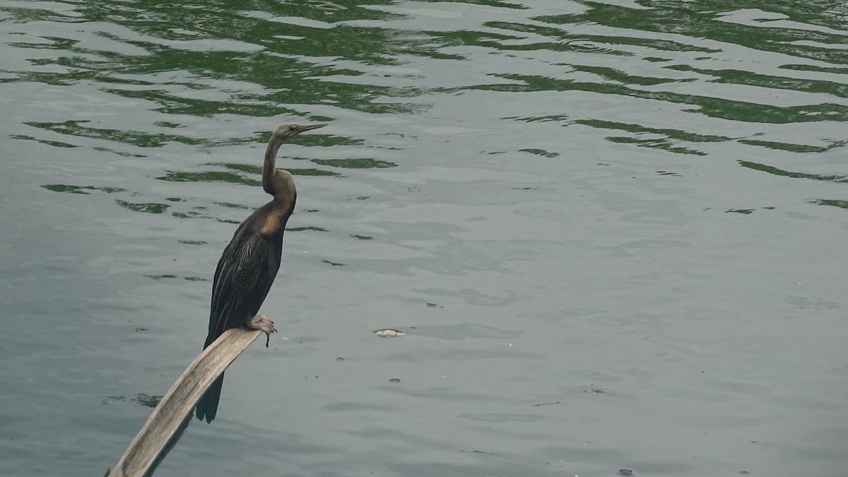 Anhinga roux - ML642110676