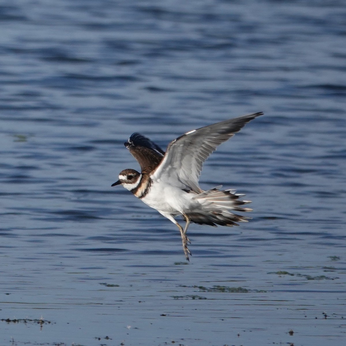 Killdeer - ML642110718