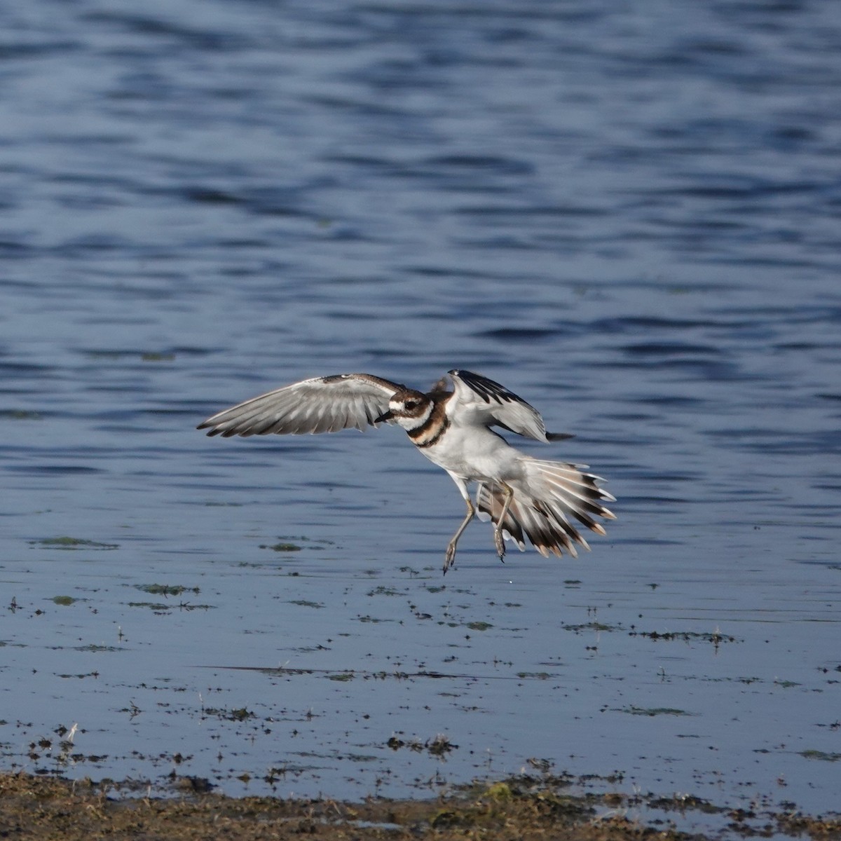 Killdeer - ML642110720
