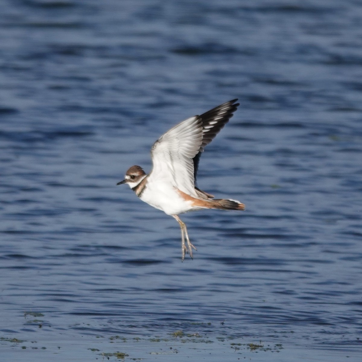 Killdeer - ML642110721