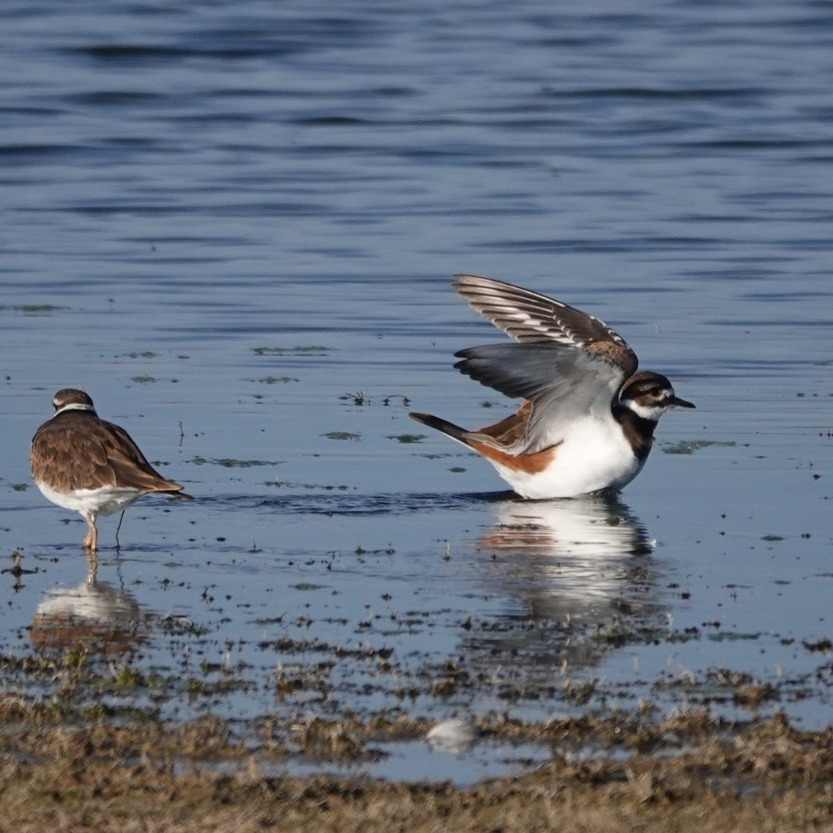 Killdeer - ML642110722