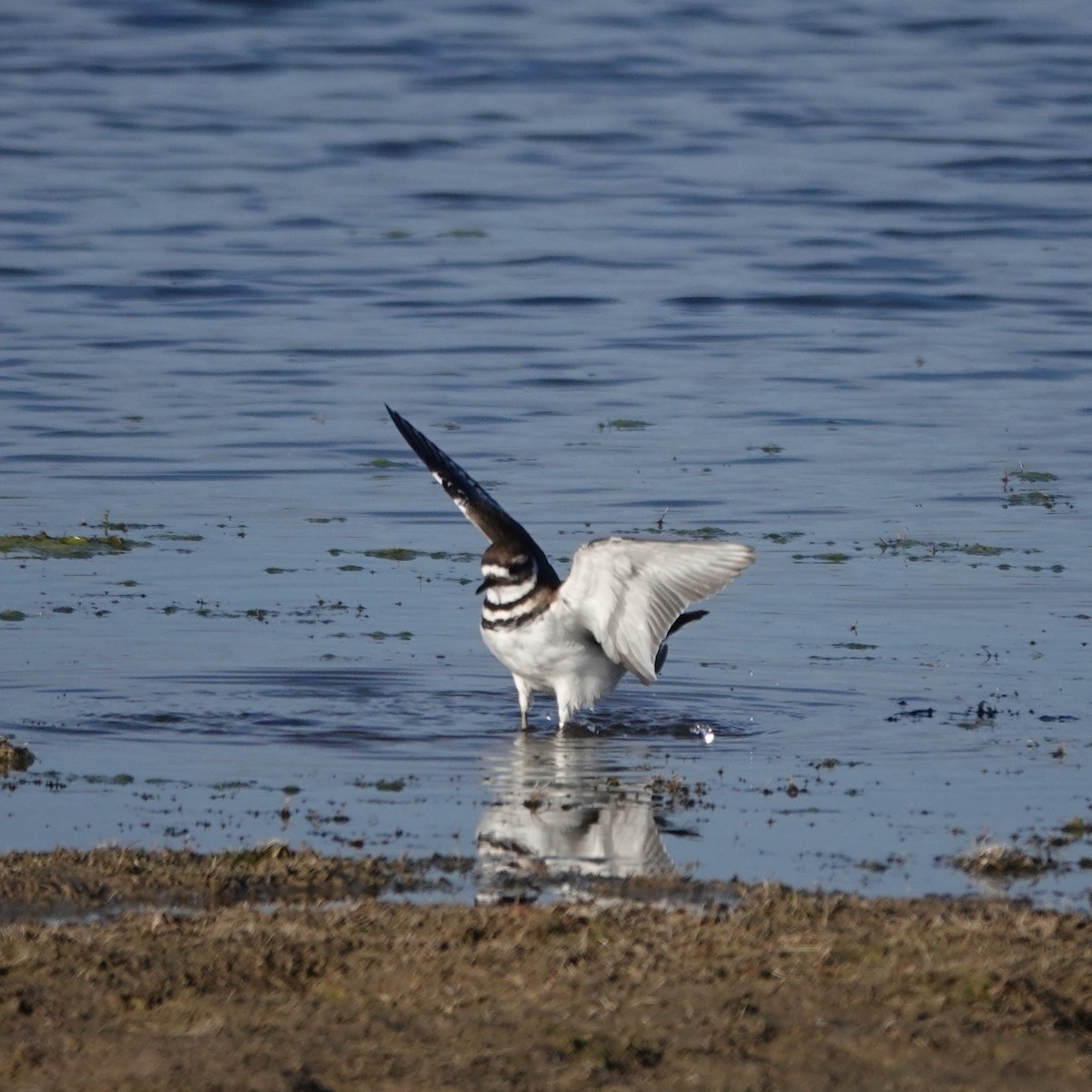 Killdeer - ML642110724