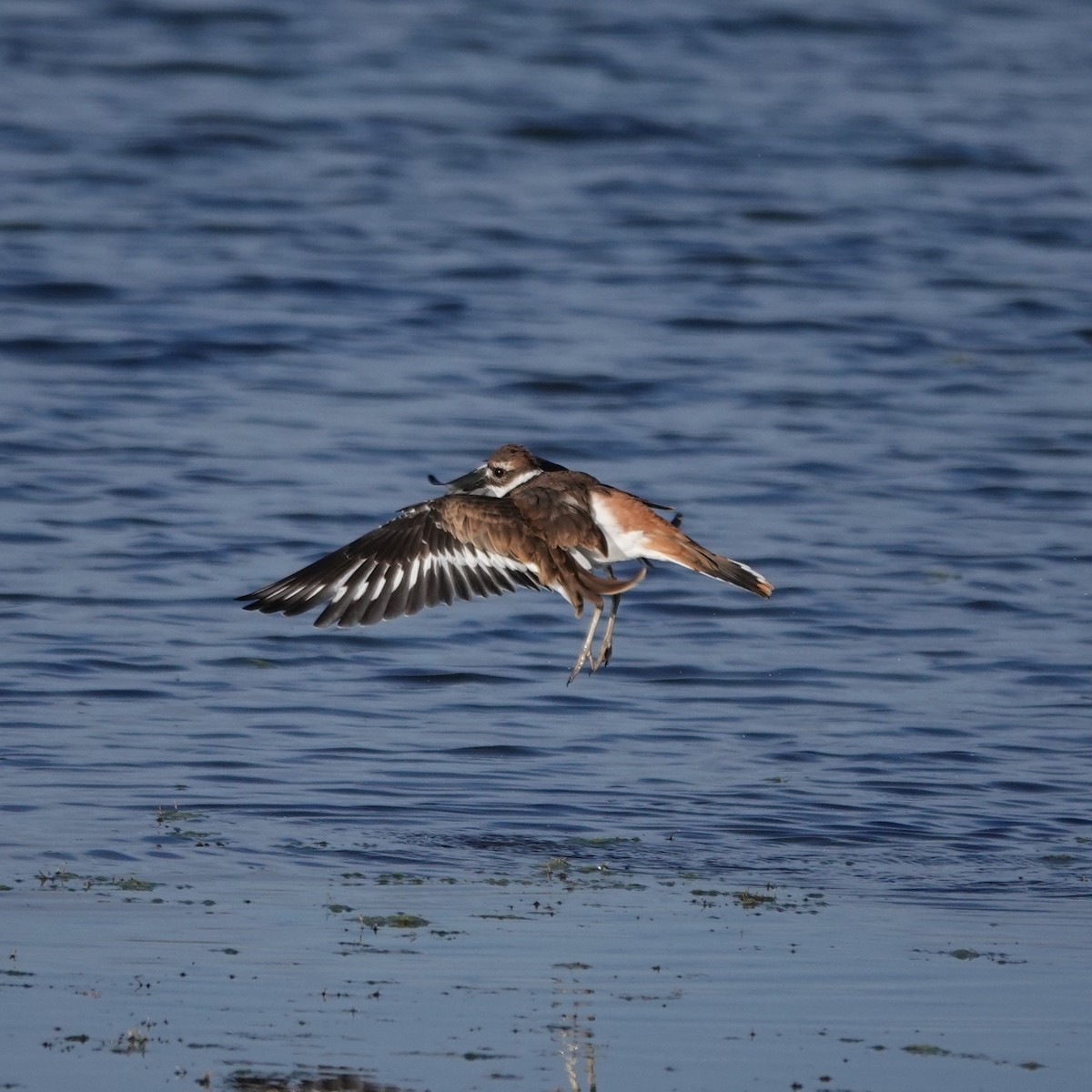 Killdeer - ML642110726