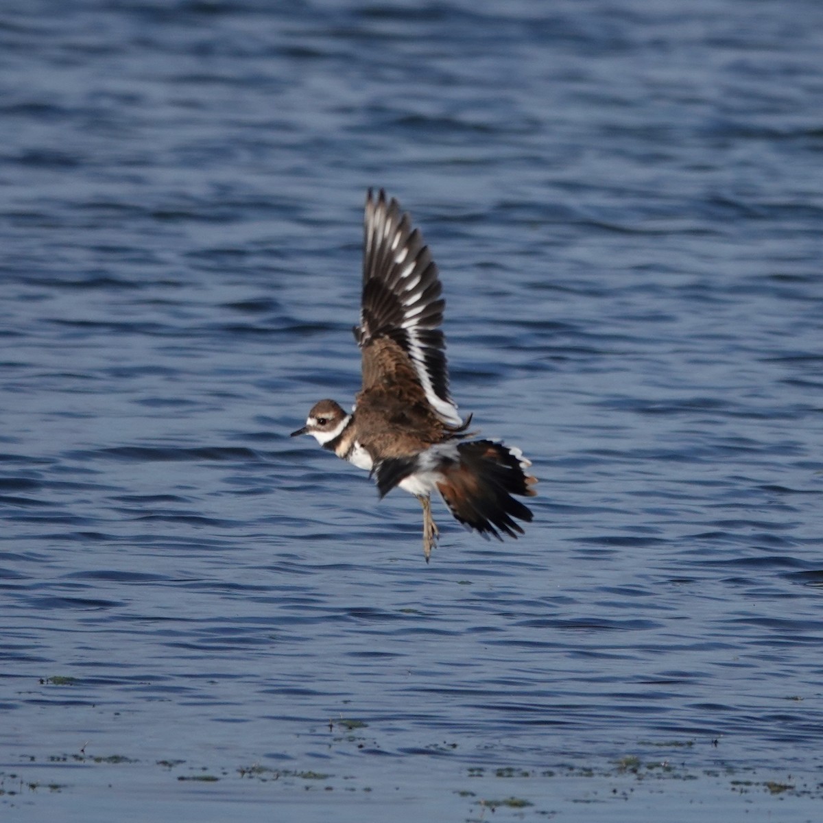 Killdeer - ML642110727