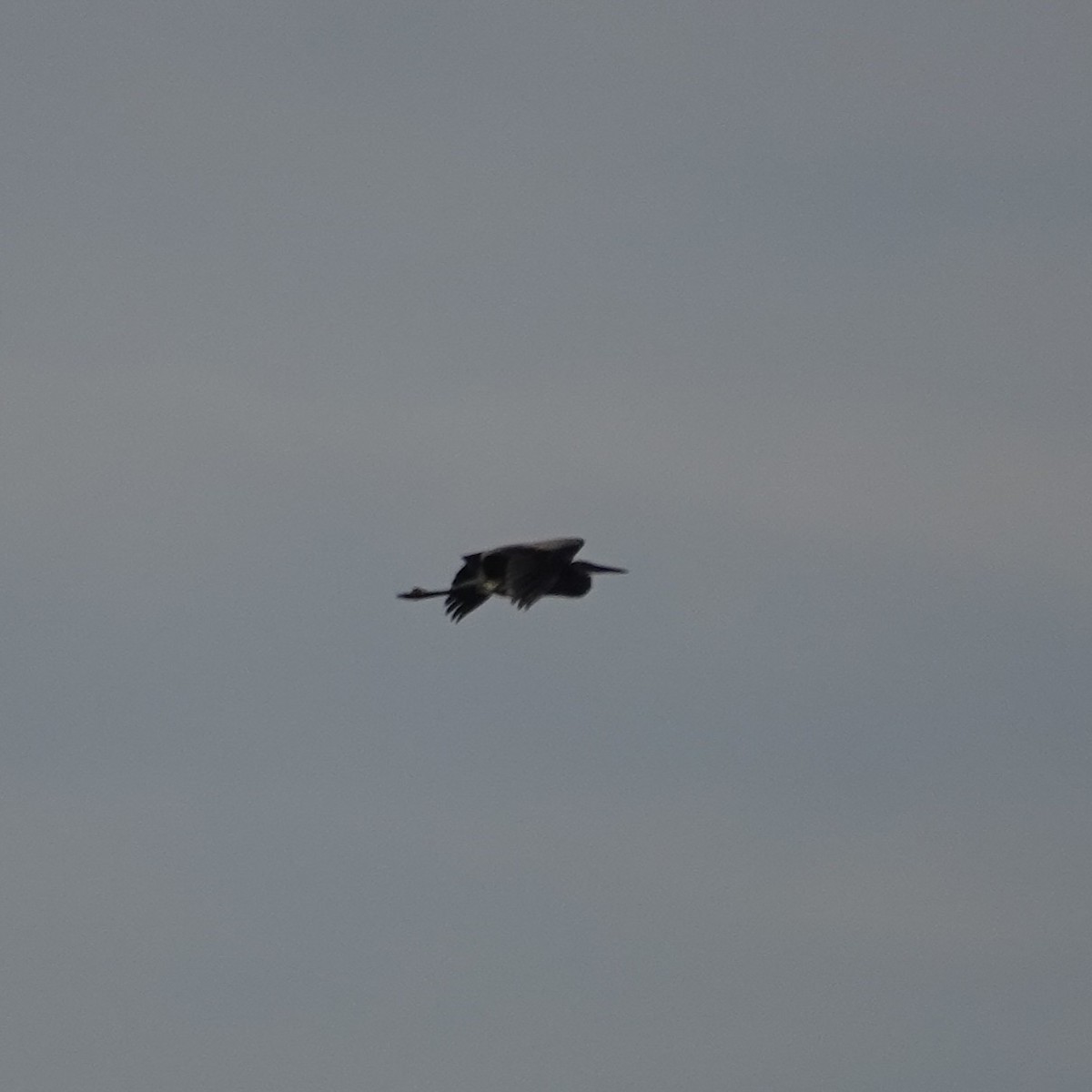 Great Blue Heron - ML642110730
