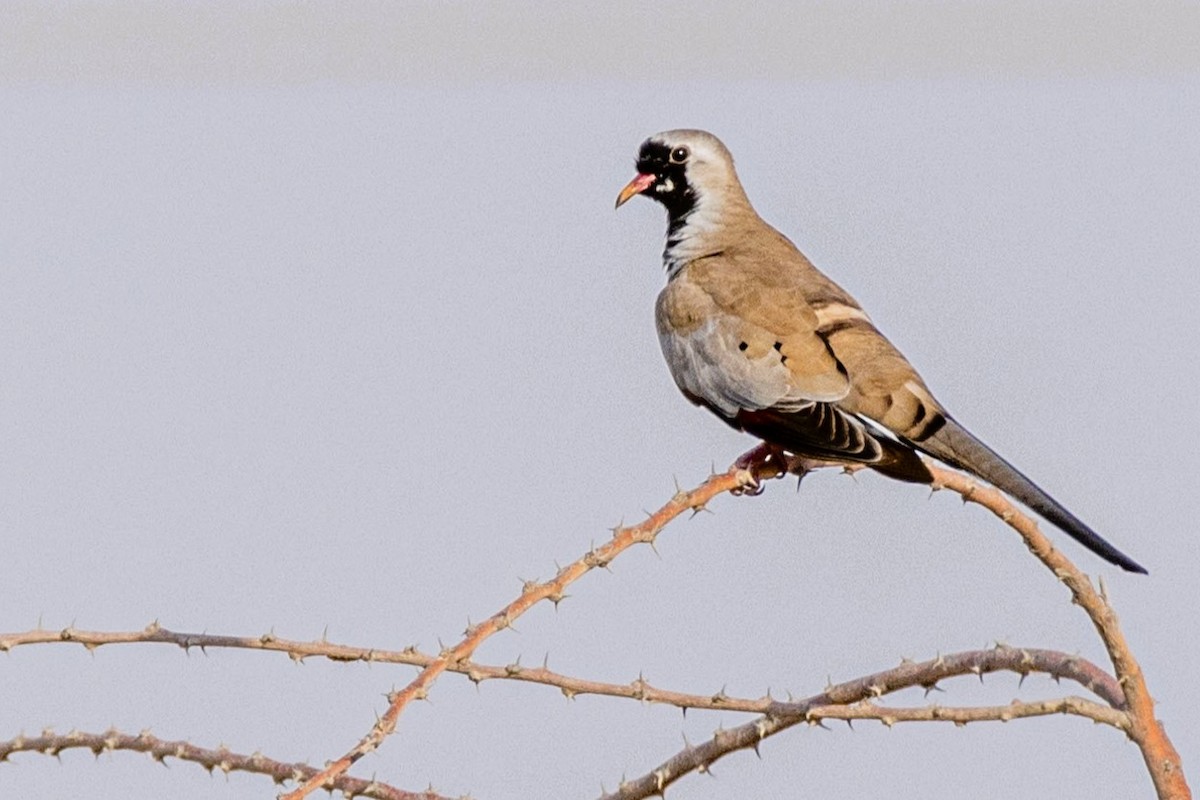 Namaqua Dove - ML642110743