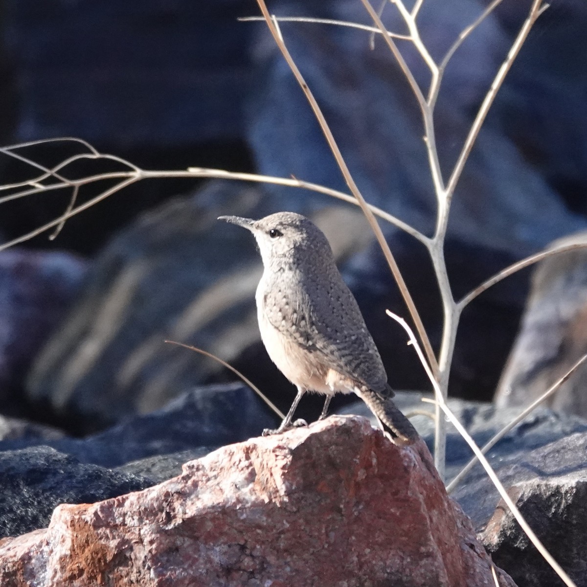 Rock Wren - ML642110748
