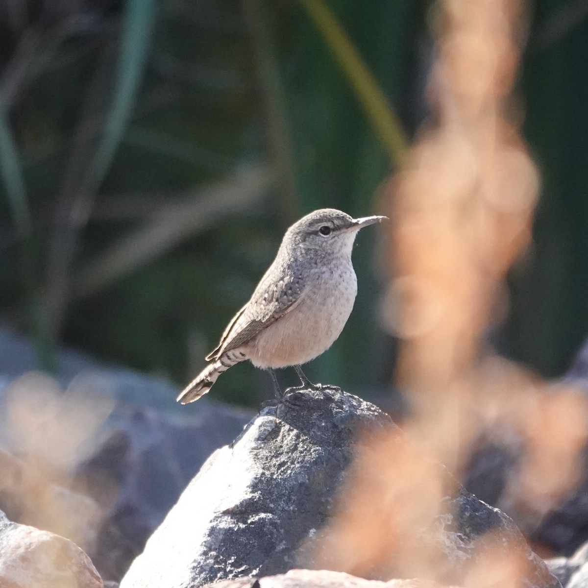 Rock Wren - ML642110749