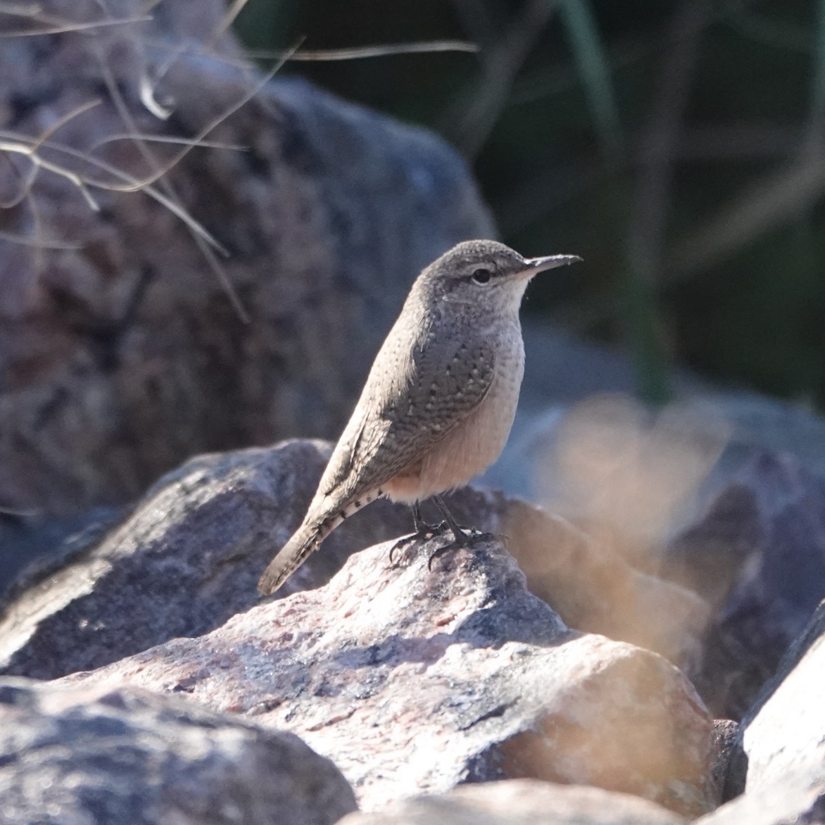Rock Wren - ML642110750