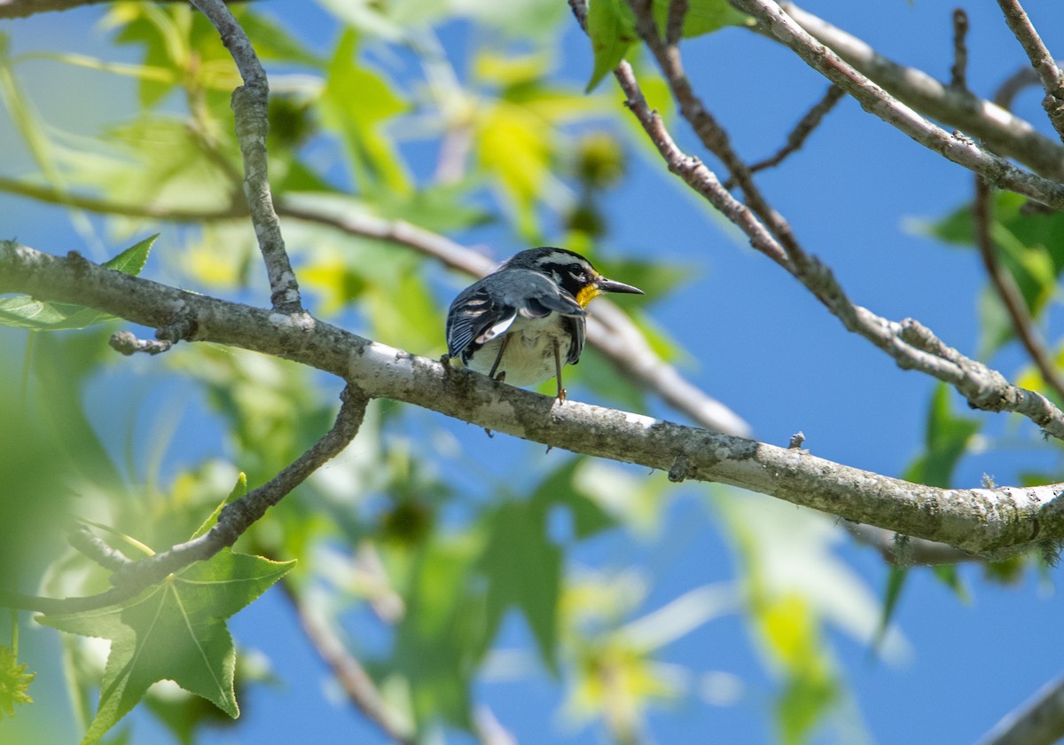 Yellow-throated Warbler - ML642110763