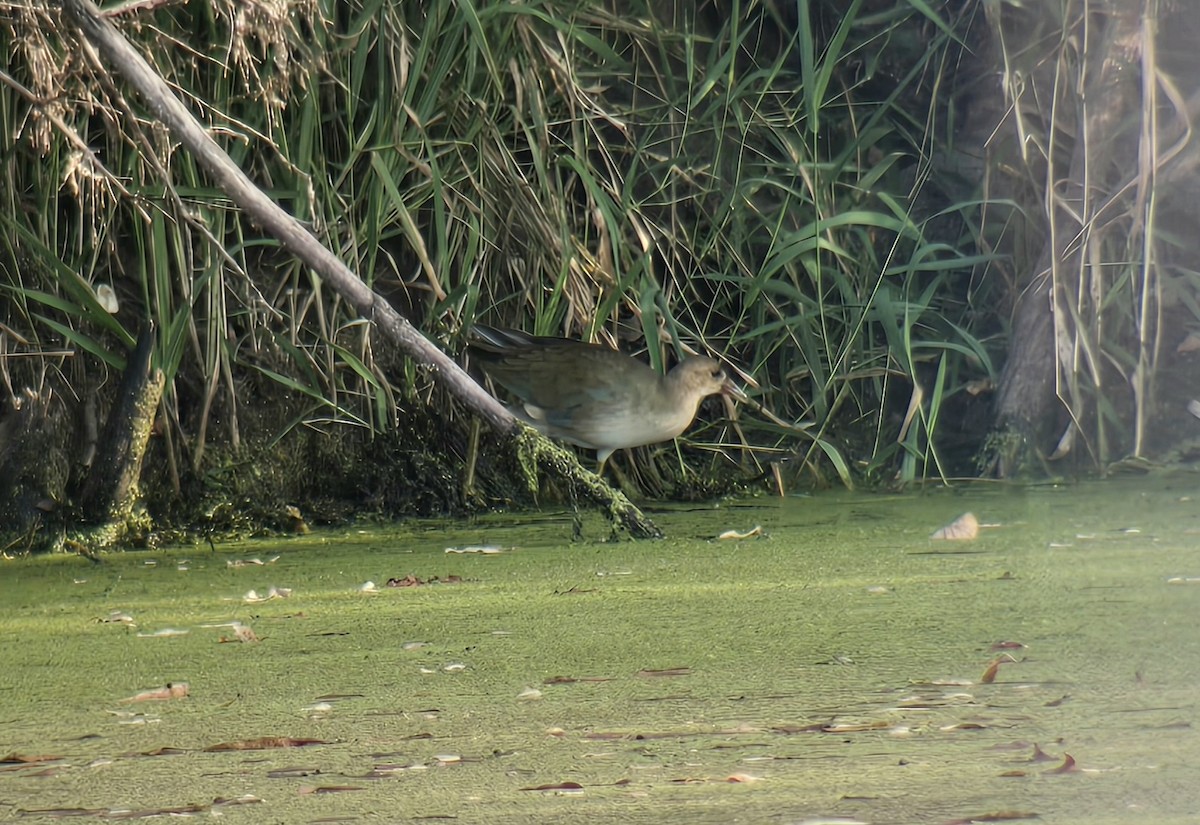 Purple Gallinule - ML642110776