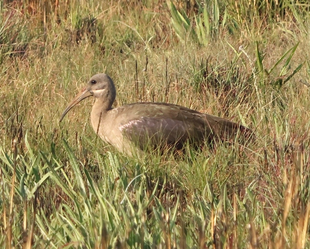 Hadada Ibis - ML642110782