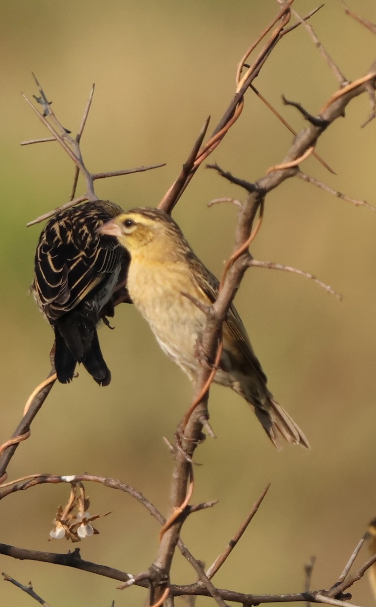 Red-collared Widowbird - ML642110807