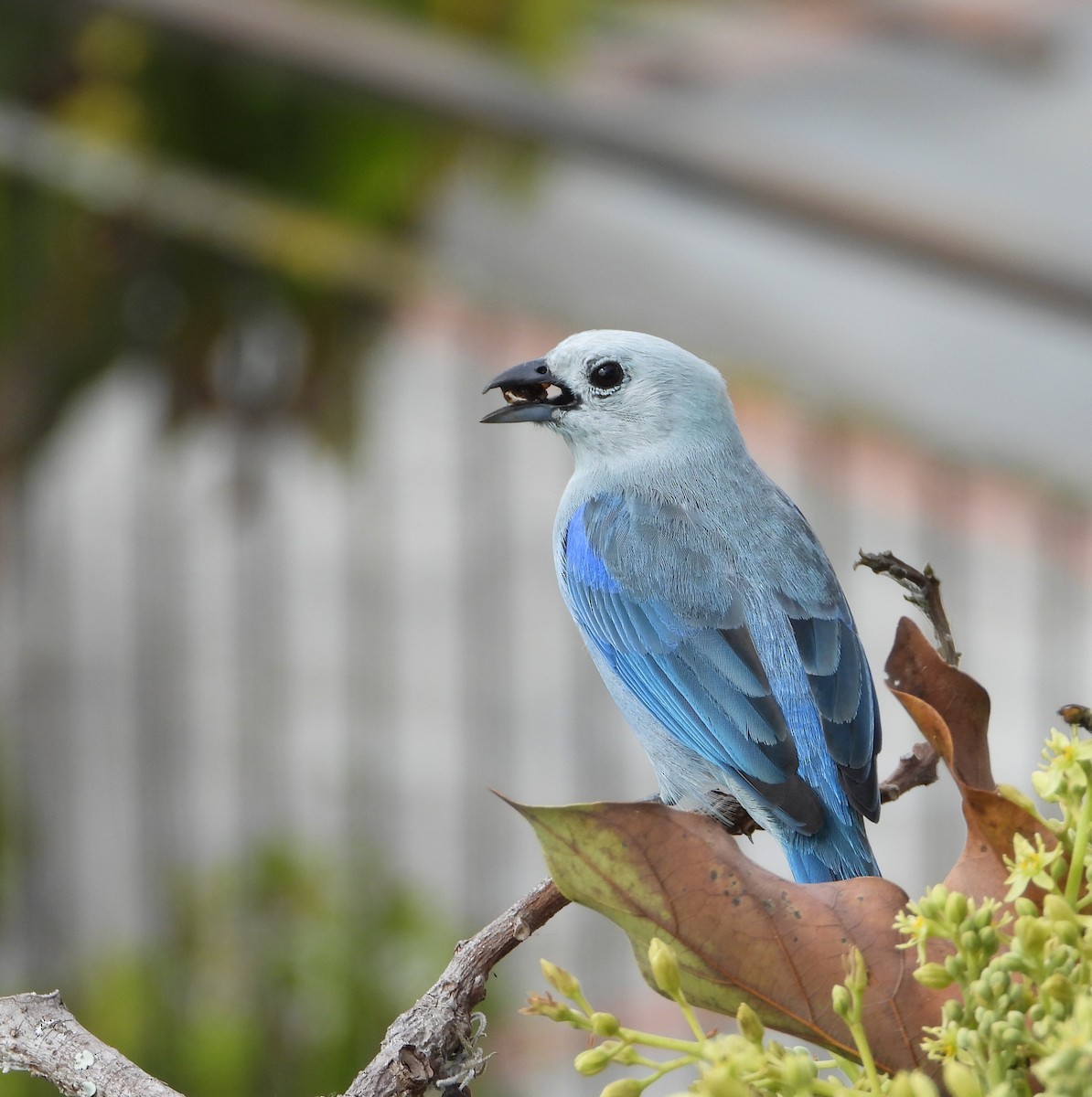 Blue-gray Tanager - ML642110814