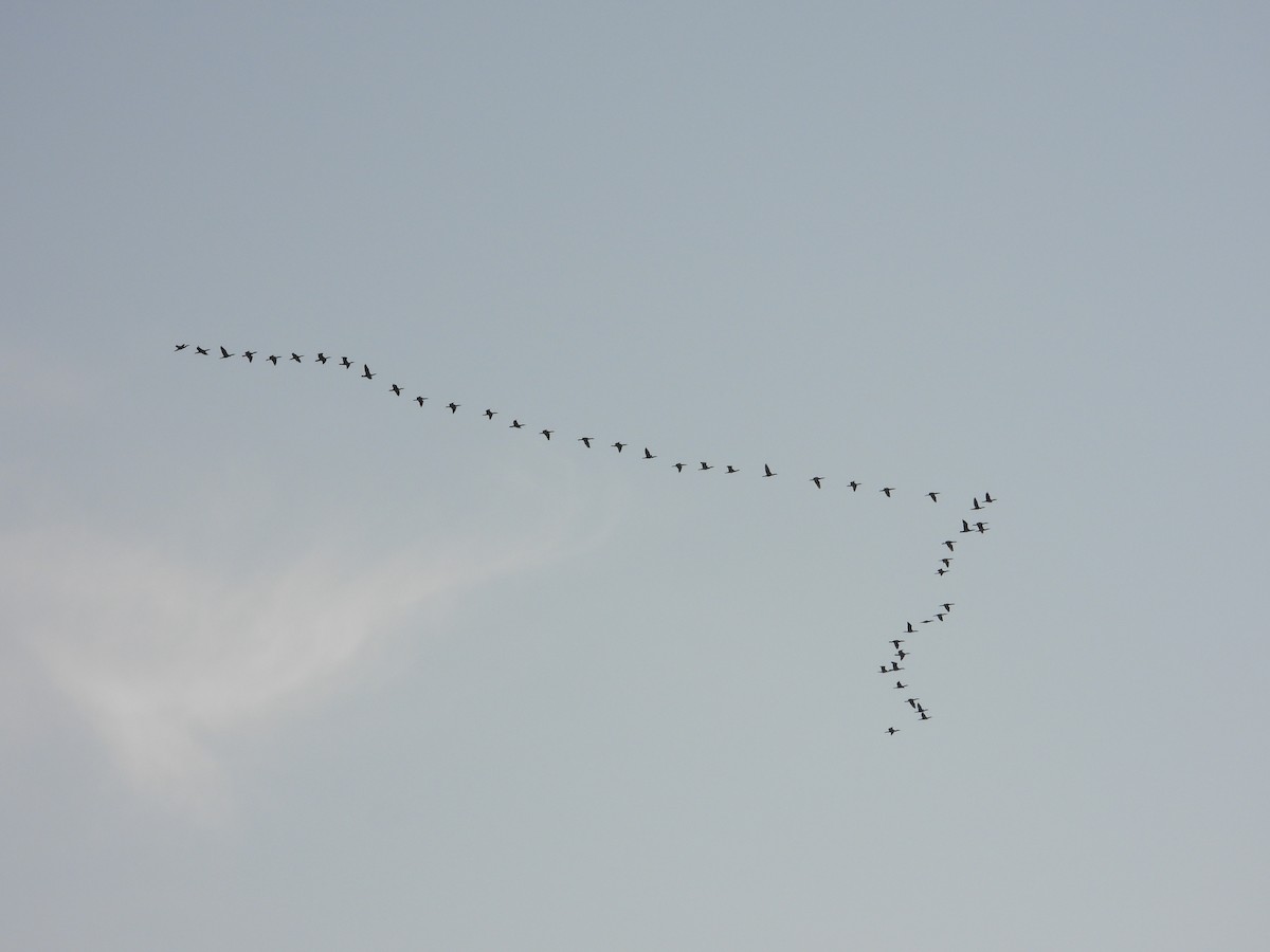 Double-crested Cormorant - ML642110824