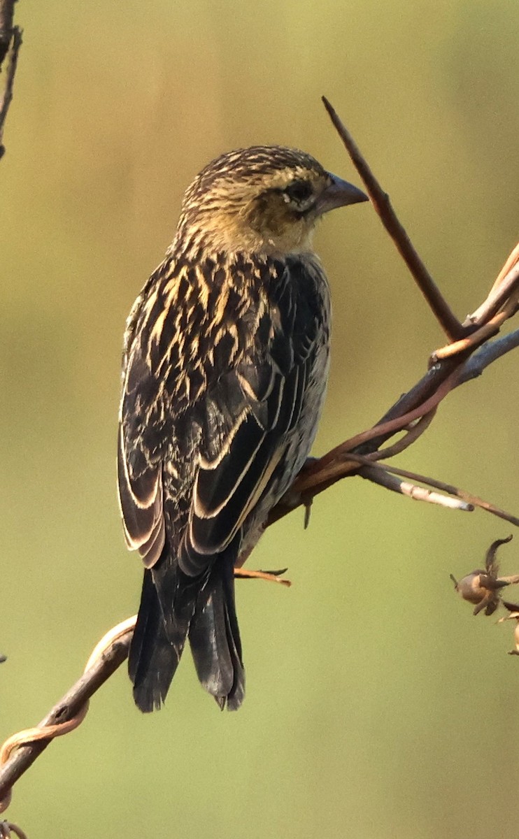 Red-collared Widowbird - ML642110828