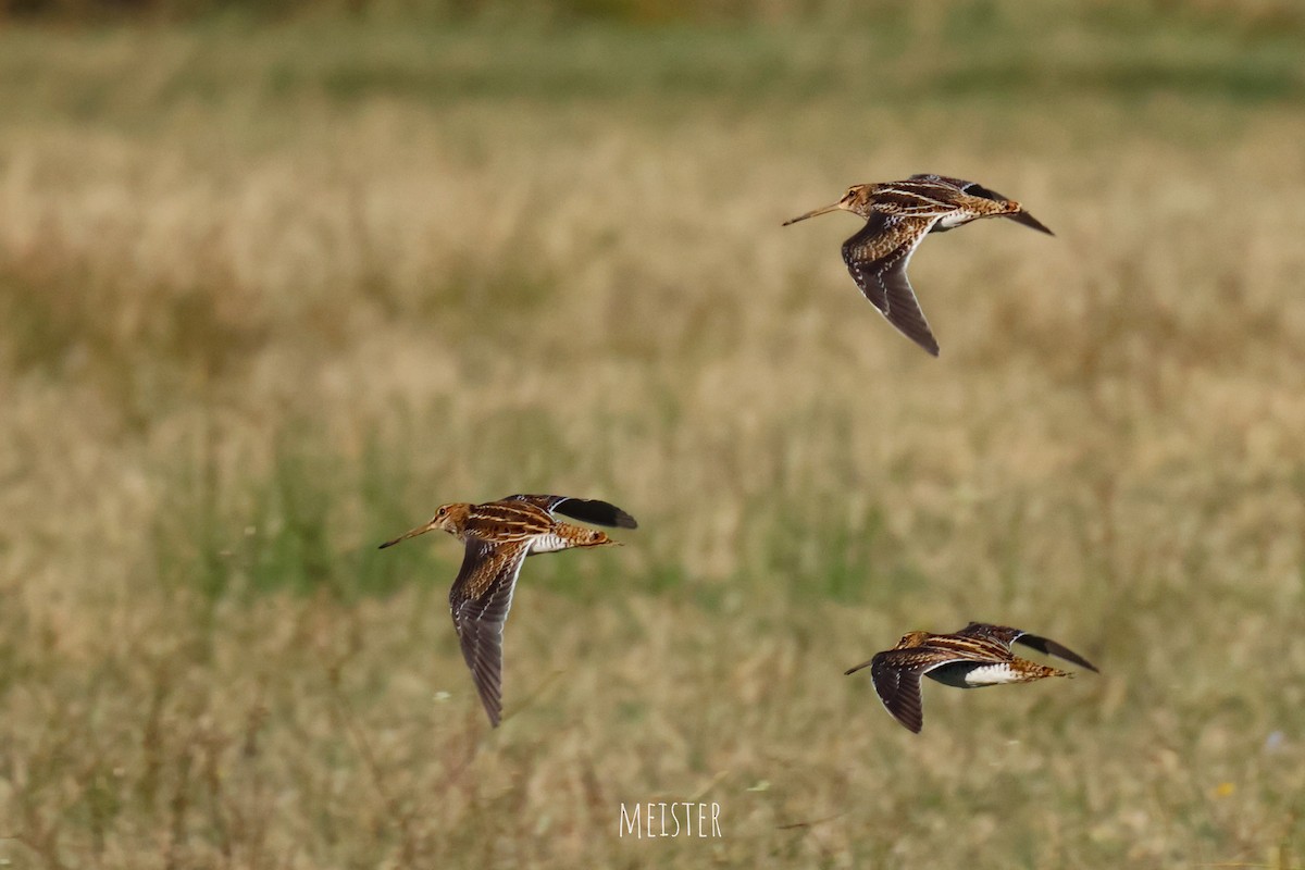 Common Snipe - ML642110833