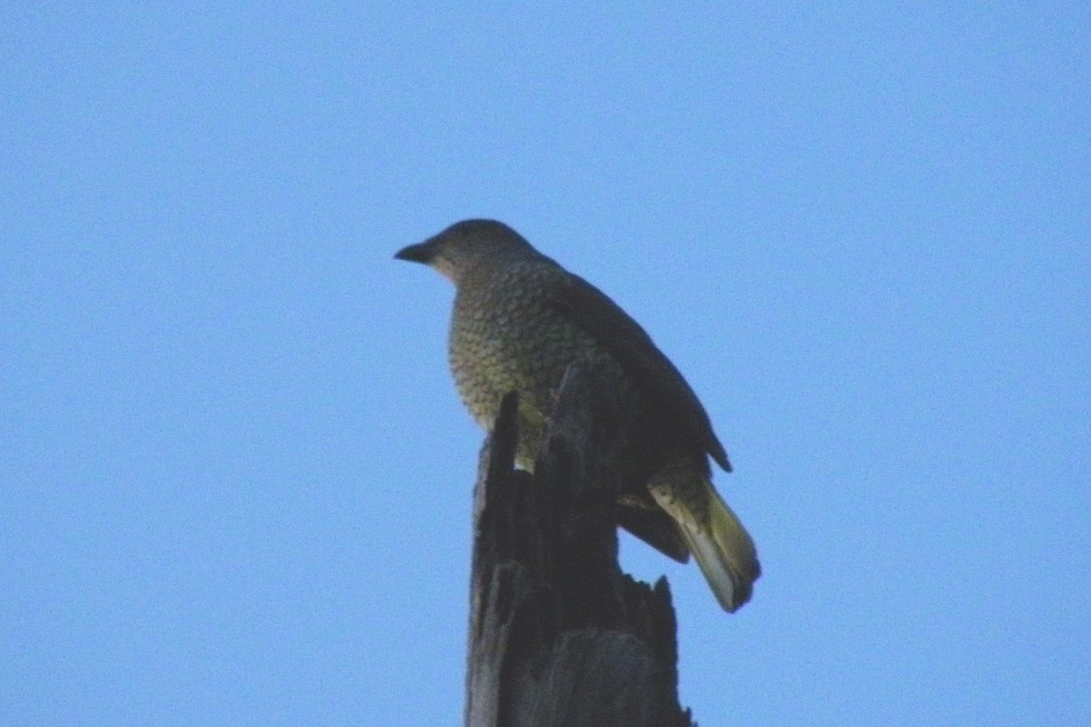 Satin Bowerbird - ML642110837
