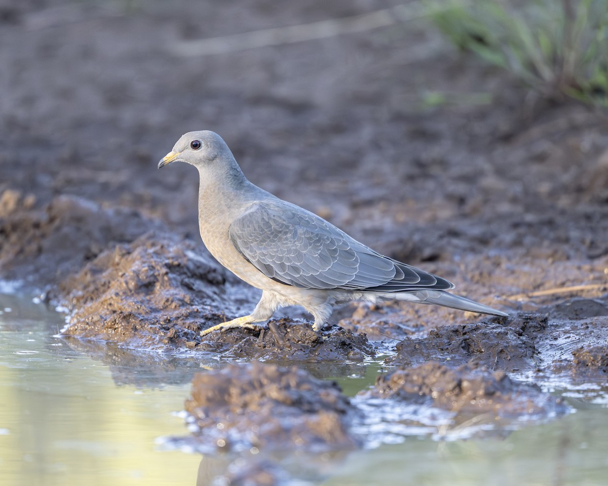 Band-tailed Pigeon - ML642110840